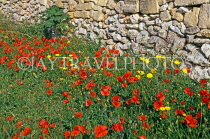 Malta, GOZO, Poppies, countryside, MLT630JPL