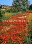 Malta, GOZO, Poppy fields, countryside, MLT582JPL
