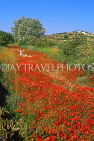 Malta, GOZO, Poppy fields, countryside, MLT692JPL