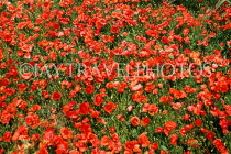 Malta, GOZO, Poppy fields, countryside, MLT694JPL
