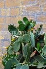 Malta, GOZO, cactus plants and flowers, MLT684JPL