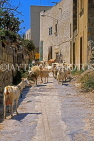 Malta, GOZO, country lane, with sheep and goats, MLT661JPL
