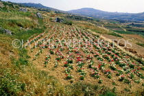 Malta, GOZO, countryside, farmed land, flower fields, MLT686JPL