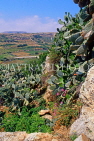 Malta, GOZO, countryside scenery, cactus plants, MLT732JPL
