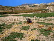 Malta, GOZO, farmer harvesting potatoes, MLT714JPL