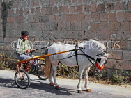 Malta, GOZO, man riding horse and buggy, MLT473JPL