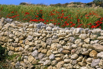 Malta, GOZO, stone wall, and poppies, MLT658JPL