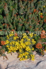 Malta, GOZO, wild flowers, MLT736JPL