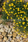 Malta, GOZO, wild flowers and stone wall, MLT728JPL