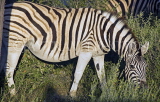 NAMIBIA, Etosha National Park, Burchells Zebra, NAM202JPL