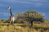 NAMIBIA, Etosha National Park, Giraffe, NAM194JPL