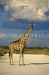 NAMIBIA, Etosha National Park, Giraffe, NAM195JPL