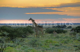 NAMIBIA, Etosha National Park, Giraffe, dusk, NAM196JPL