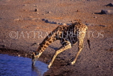 NAMIBIA, Etosha National Park, Giraffe at waterhole, NAM102JPL