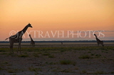 NAMIBIA, Etosha National Park, Giraffes, sunset, NAM197JPL