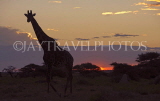 NAMIBIA, Etosha National Park, Giraffes, sunset, NAM198JPL