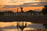 NAMIBIA, Etosha National Park, Giraffes, sunset, NAM199JPL