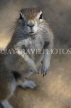 NAMIBIA, Etosha National Park, Ground Squirrel, NAM209JPL
