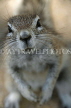 NAMIBIA, Etosha National Park, Ground Squirrel, close up, NAM210JPL