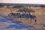 NAMIBIA, Etosha National Park, Zebras by road, NAM104JPL