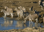 NAMIBIA, Etosha National Park, herd of Burchells Zebras drinking at a waterhole, NAM201JPL
