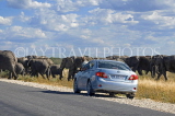 NAMIBIA, Etosha National Park, tourist watching herd of Elephants from car, NAM207JPL