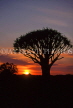 NAMIBIA, Quiver Tree Forest, Quiver tree and sunset, NAM124JPL
