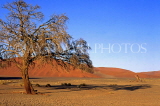 NAMIBIA, Sesriem, sand dunes and tree, NAM119JPL