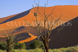 NAMIBIA, Sossusvlei National Park, sand dunes and birds nest on bare tree, NAM149JPL