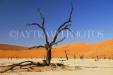 NAMIBIA, Sossusvlei National Park, sand dunes and dead tree, NAM140JPL
