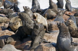 NAMIBIA, Swakopmund, Skeleton Coast, Fur Seals at the Cape Cross Reserve, NAM168JPL