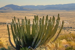 NAMIBIA, Swakopmund, Skeleton Coast, Naukluft Desert, Cactus, NAM175JPL