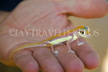 NAMIBIA, Swakopmund, Skeleton Coast, Naukluft Desert, Palmato Gecko on man's hand, NAM163JPL