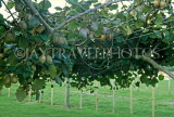 NEW ZEALAND, North Island, Kiwi plantation, fruit on tree, NZ121JPL