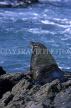 NEW ZEALAND, South Island, DUNEDIN, Sea Lion on rock, NZ426JPL