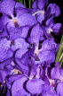 PANAMA, Vanda Orchids, PAN107JPL
