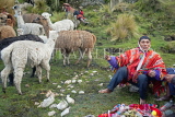 PERU, Chupani, Andean Mountains, man in traditional dress, with Llamas, PER105JPL