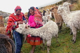 PERU, Chupani, Andean Mountains, villagers with a herd of Llamas, PER111JPL