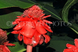 SCOTLAND, Edinburgh, Royal Botanic Garden, Glasshouses, exotic flowers, SCO1241JPL