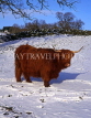 SCOTLAND, Perthishire, Highland Cattle, SCO107JPL