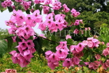SINGAPORE, Botanic Gardens, Bougainvillea flowers, SIN1022JPL