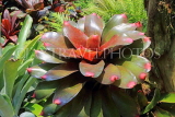 SINGAPORE, Botanic Gardens, Orchid Garden, Bromeliad plant flowers, SIN1052JPL