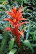 SINGAPORE, Botanic Gardens, Orchid Garden, Bromeliad plant flowers, SIN1053JPL