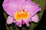 SINGAPORE, Botanic Gardens, Orchid Garden, Cattleya Orchid, SIN1560JPL