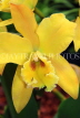 SINGAPORE, Botanic Gardens, Orchid Garden, Cattleya Orchid, SIN410JPL