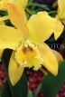 SINGAPORE, Botanic Gardens, Orchid Garden, Cattleya Orchid, SIN411JPL