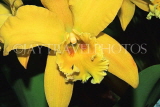 SINGAPORE, Botanic Gardens, Orchid Garden, Cattleya Orchid, SIN414JPL