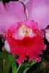 SINGAPORE, Botanic Gardens, Orchid Garden, Cattleya Orchid, SIN418JPL