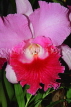 SINGAPORE, Botanic Gardens, Orchid Garden, Cattleya Orchid, SIN419JPL