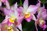 SINGAPORE, Botanic Gardens, Orchid Garden, Dendrobium Orchids, SIN1088JPL